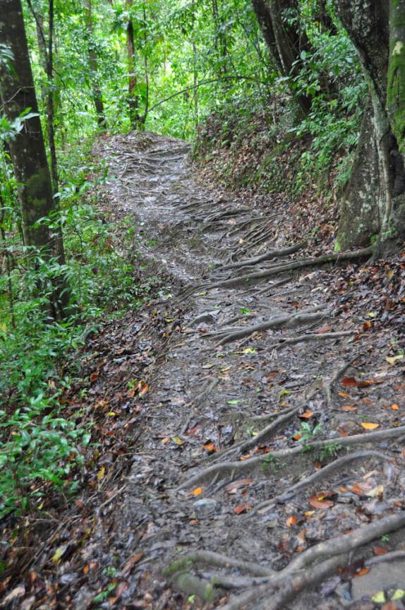 Trilha tomada por raízes no Parque Nacional de Matura, em Trinidad